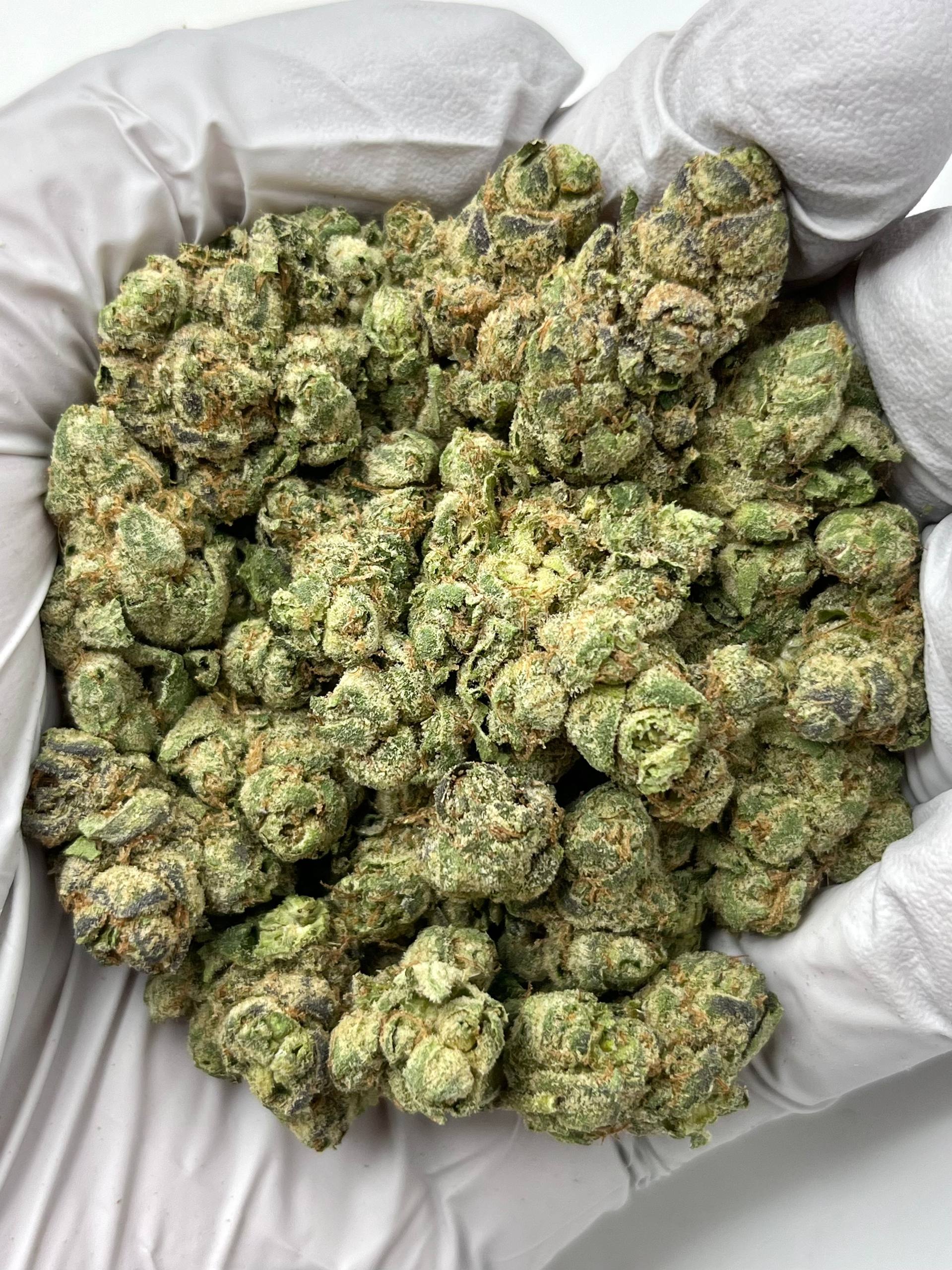 Gelato 41 × Kush Mintz